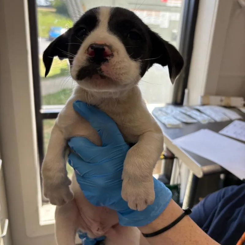 A baby medium-sized male White / Cream Mixed Breed dog named Mercury for adoption in Columbiana, AL