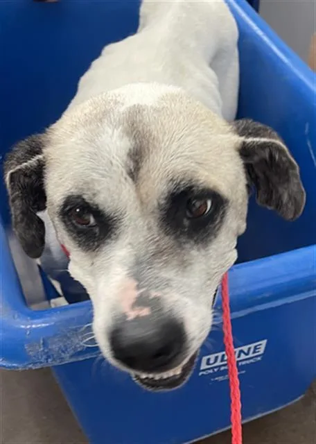 An adult large-sized female Mixed Breed dog named Pancake for adoption in Dallas, TX