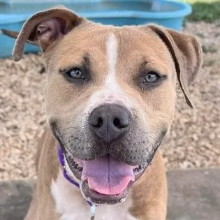 An adult large-sized male Yellow / Tan / Blond / Fawn Mixed Breed dog named Beck for adoption in Georgetown, TX