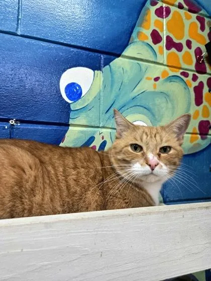 An adult large-sized male Domestic Short Hair cat named Tiggy for adoption in Savannah, GA