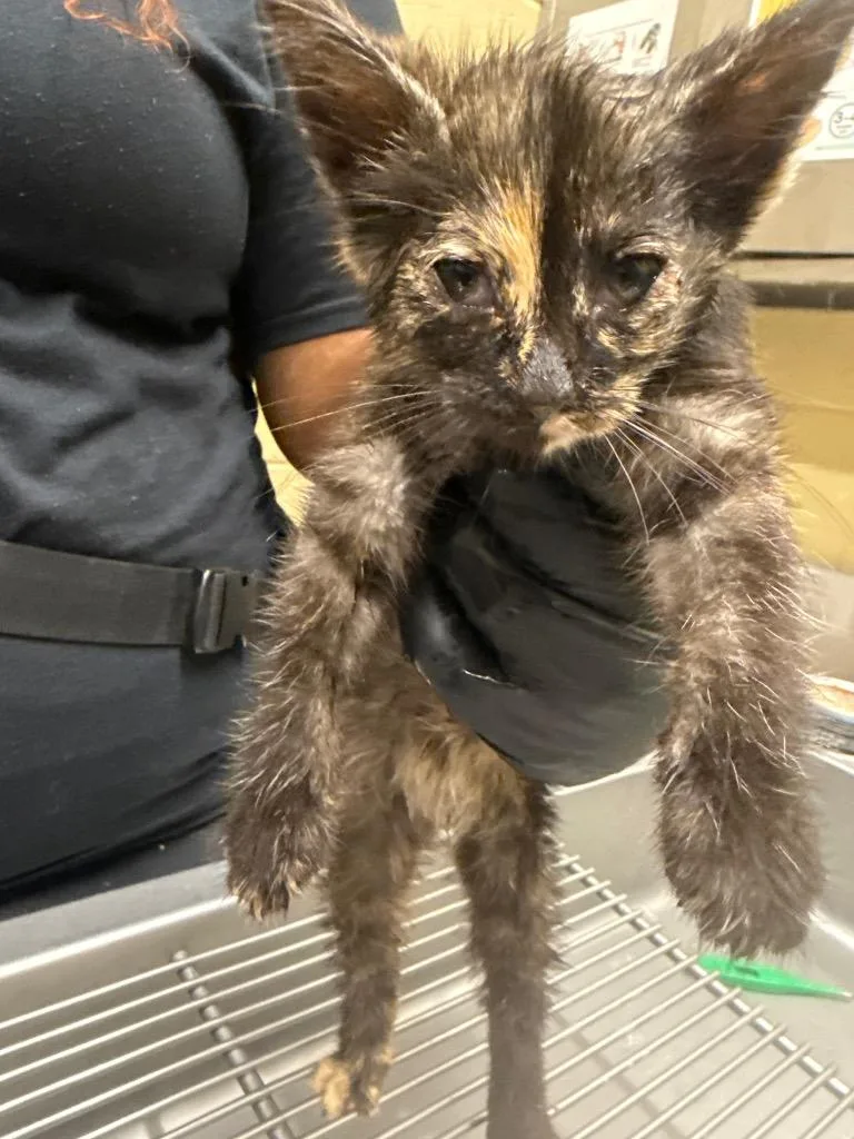 A baby medium-sized female Domestic Short Hair cat named Budda for adoption in Douglasville, GA