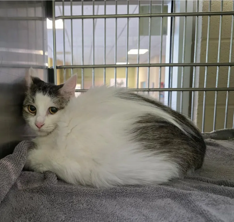 An adult medium-sized female White Domestic Medium Hair cat named Priscilla for adoption in Rockwall, TX