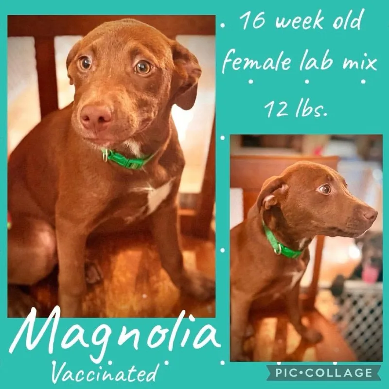 A baby small-sized female Brown / Chocolate Mixed Breed dog named Magnolia for adoption in Rockville, MD