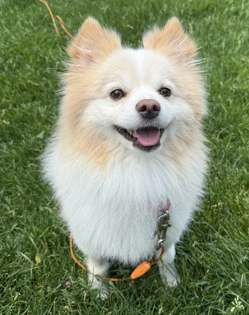 A young small-sized male Pomeranian dog named Joey for adoption in Palatine, IL