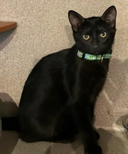 A baby medium-sized male Domestic Short Hair cat named Bernie for adoption in Washington, DC