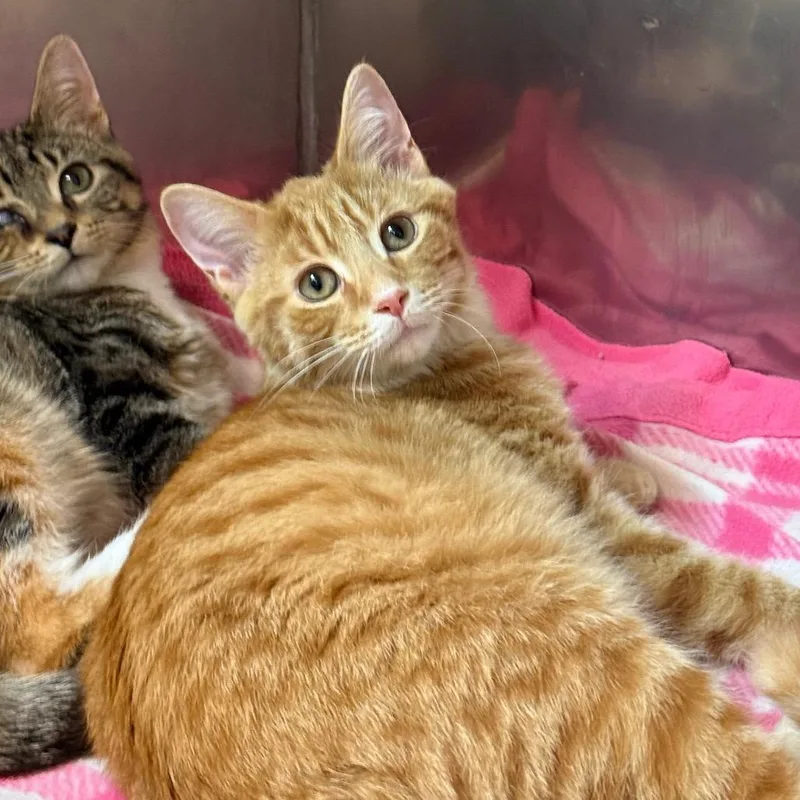 A baby small-sized male Domestic Short Hair cat named Carter for adoption in Fenton, MI