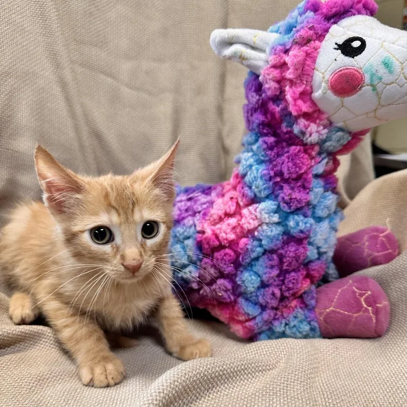 A baby small-sized male Orange / Red Domestic Short Hair cat named Marmalade for adoption in Columbus, NC