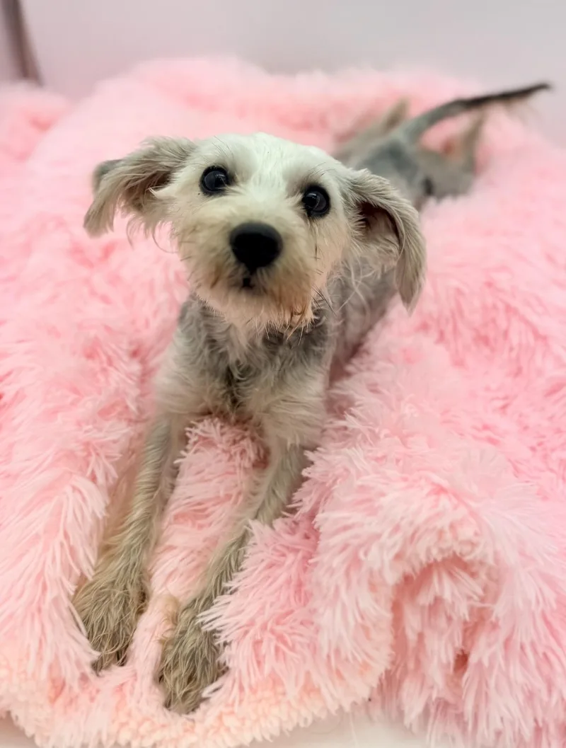 A baby small-sized female Gray / Blue / Silver Schnoodle dog named Emmy for adoption in Covington, LA