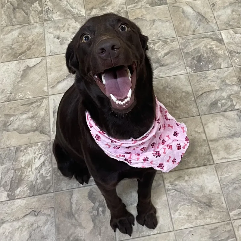 Squirrel thumbnail 2