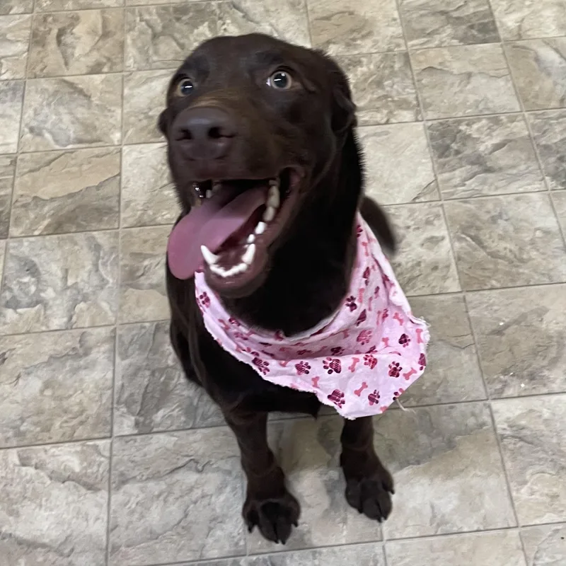 Squirrel thumbnail 3