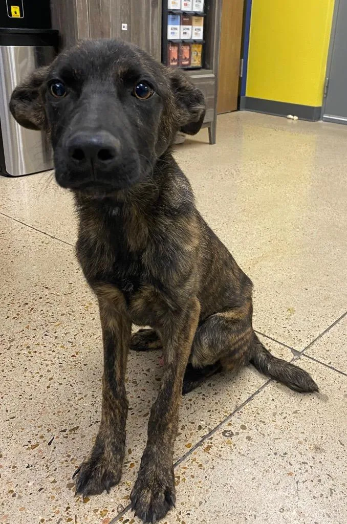 A baby medium-sized male Shepherd dog named Hisoka for adoption in Missouri City, TX