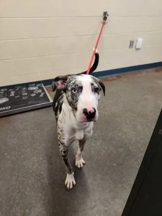 An adult medium-sized female Mixed Breed dog named Pixie for adoption in Independence, MO