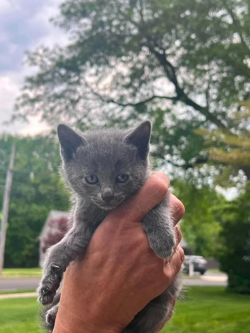 A baby small-sized female Domestic Short Hair cat named Elinor Dashwood for adoption in Trenton, NJ