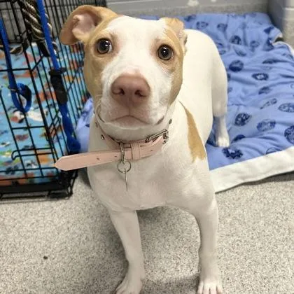 An adult medium-sized female White / Cream Mixed Breed dog named Maple for adoption in Lansing, MI