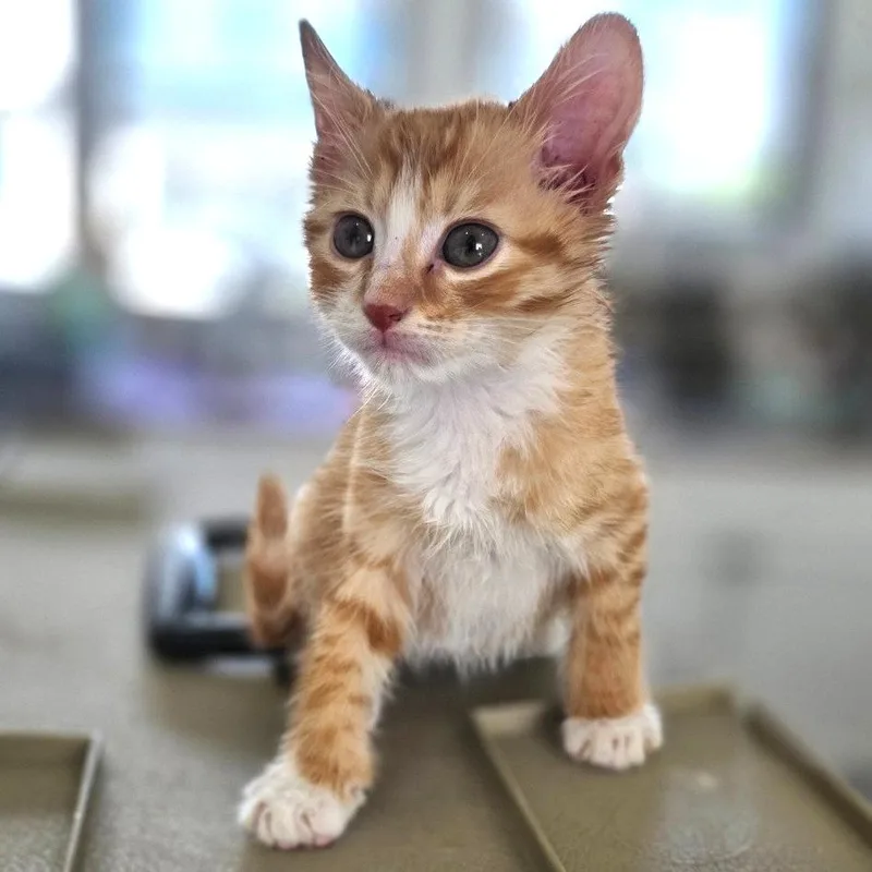 A baby small-sized male Orange / Red Domestic Short Hair cat named Kraft for adoption in Chapel Hill, NC