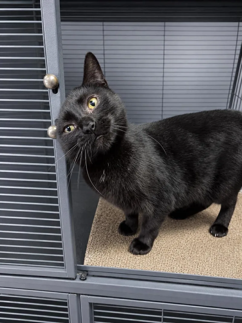 An adult medium-sized female Black Domestic Short Hair cat named Mirabel for adoption in St. Ann, MO