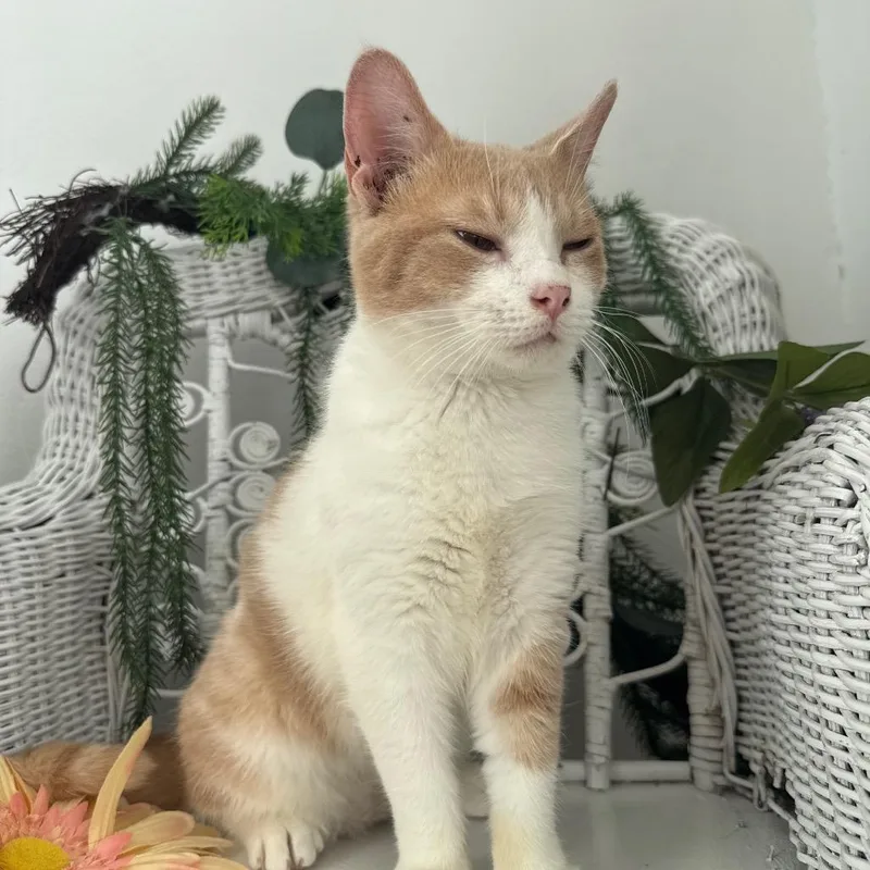 A young medium-sized male Orange / Red Domestic Short Hair cat named Condor El for adoption in Eaton Rapids, MI