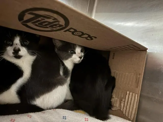 A baby small-sized male Domestic Medium Hair cat named Lunar for adoption in Sugar Land, TX