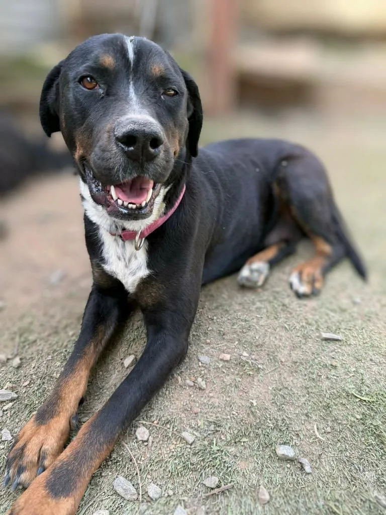 Pretzels thumbnail 2