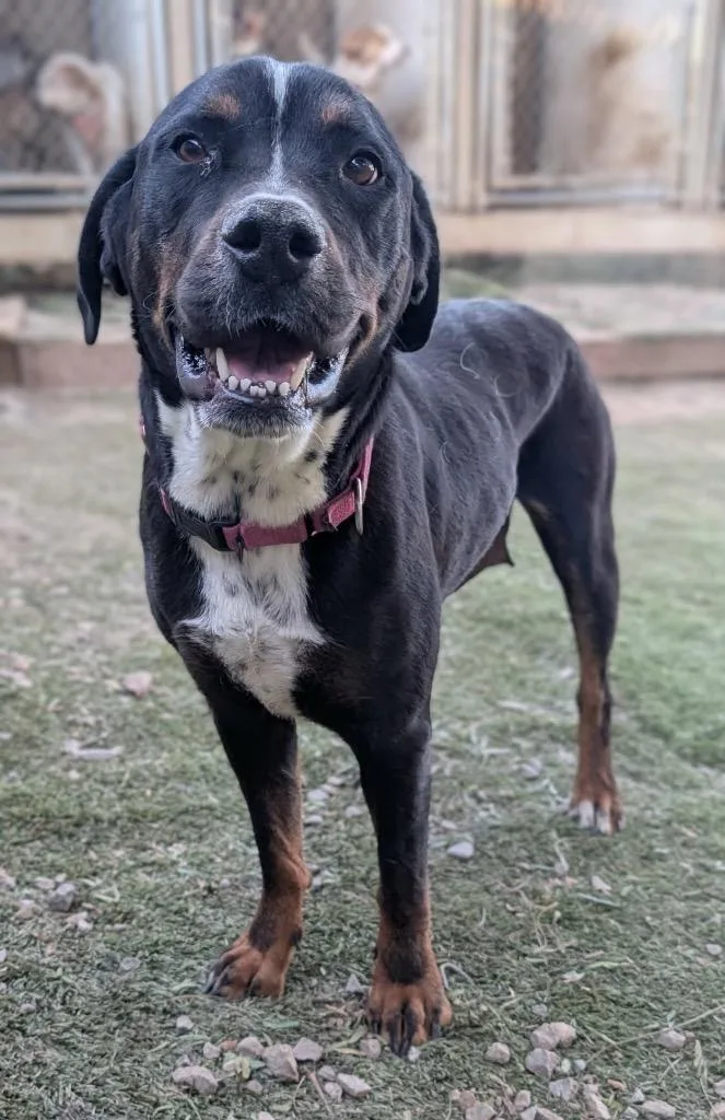 Pretzels thumbnail 3