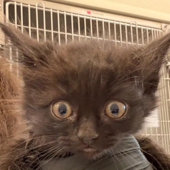 A baby small-sized female Black Domestic Medium Hair cat named Ponytail Palm for adoption in Chatham, VA