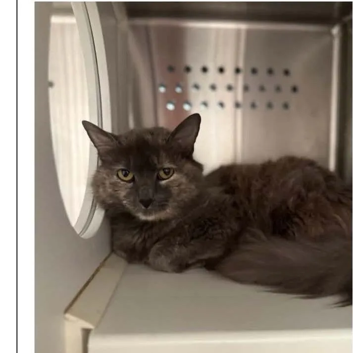 An adult small-sized female Tortoiseshell Domestic Long Hair cat named Crysta for adoption in Pasadena , MD