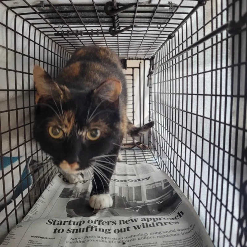 A young small-sized female Domestic Short Hair cat named Harriet The Spy for adoption in Los Angeles, CA