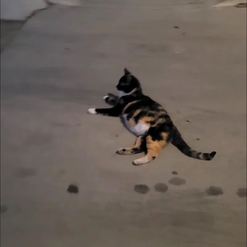 Harriet The Spy thumbnail 3