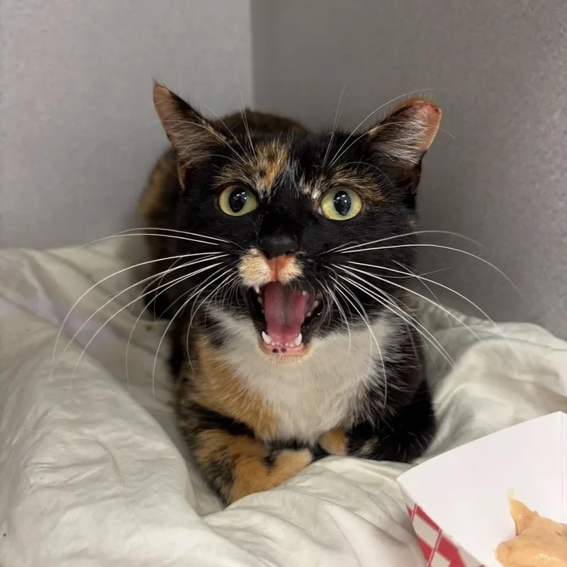 Harriet The Spy thumbnail 6