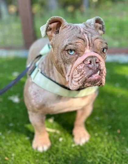 An adult medium-sized female English Bulldog dog named Mocha Java for adoption in Bonney Lake, WA