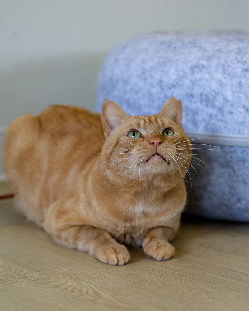 An adult medium-sized male Tabby (Orange / Red) Domestic Short Hair cat named Charlie for adoption in Branford, CT