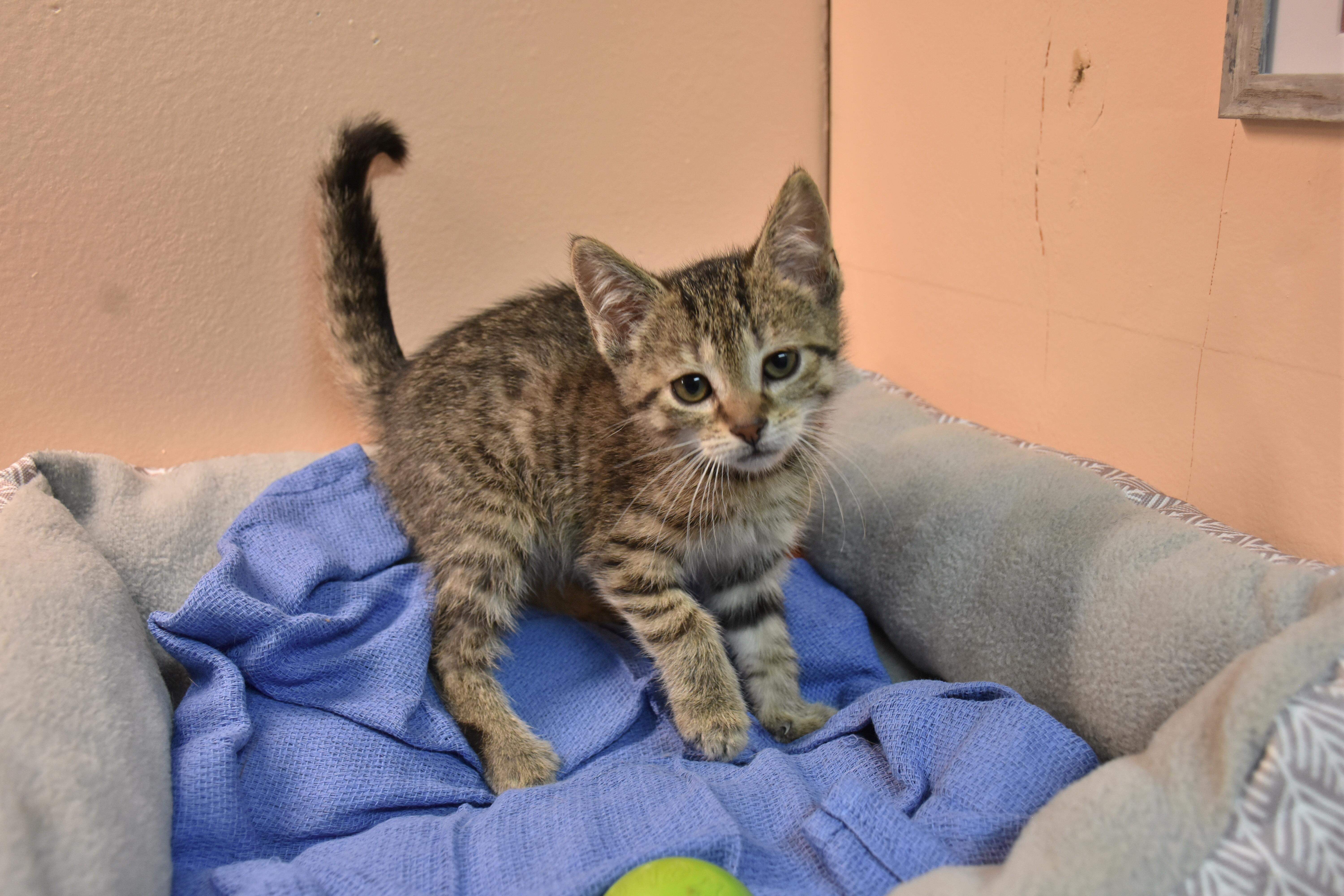 A baby small-sized female Tabby (Brown / Chocolate) Domestic Short Hair cat named Feta for adoption in North Judson, IN