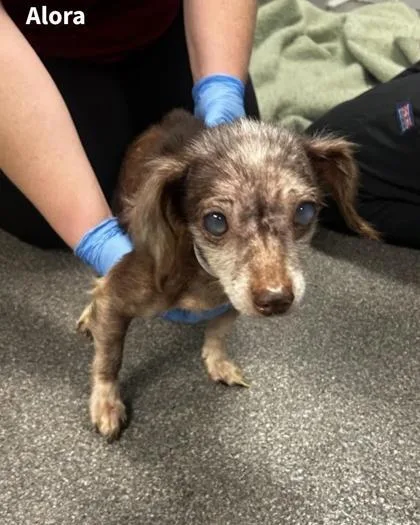 An adult small-sized female Mixed Breed dog named Alora for adoption in Munster, IN