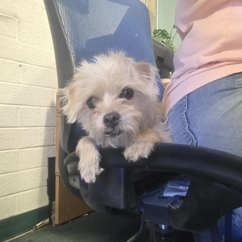 An adult small-sized female Apricot / Beige Cairn Terrier dog named Sweet Pea for adoption in Phoenix, AZ