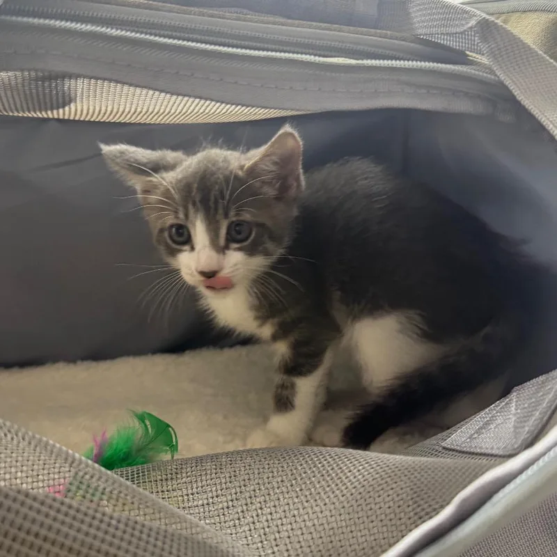 A baby small-sized male Gray / Blue / Silver Domestic Short Hair cat named Luca for adoption in Hamburg, NY