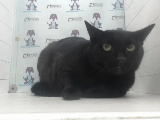 An adult extra large-sized female Domestic Short Hair cat named Wednesday for adoption in Orlando, FL