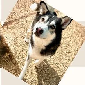 An adult medium-sized male Husky dog named Summit for adoption in Fredericksburg, TX