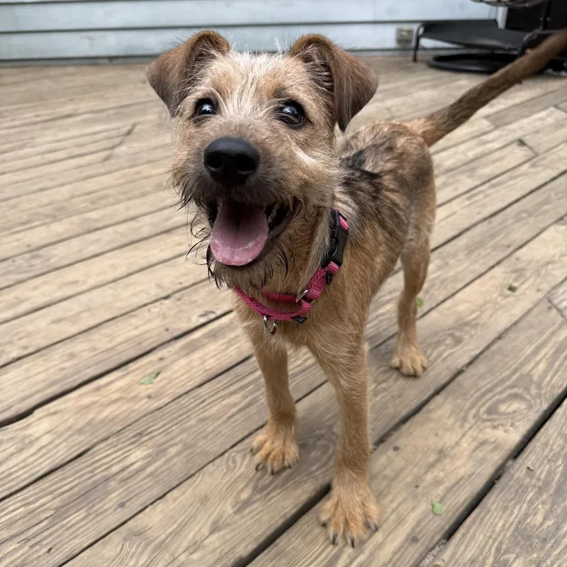 A baby medium-sized female Brown / Chocolate Mixed Breed dog named Mayor Scruffernutter for adoption in Medford, NJ