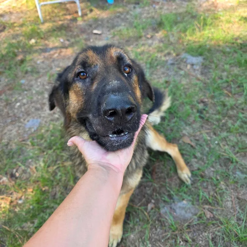 An adult large-sized male German Shepherd Dog dog named Pretzel for adoption in Valdosta , GA