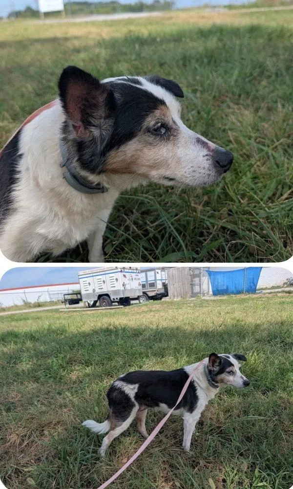 A young medium-sized female Terrier dog named Lulu for adoption in Columbia, TN