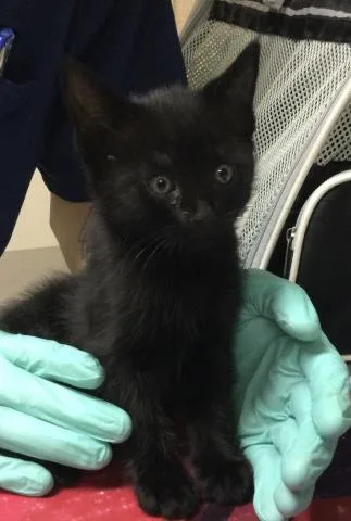 A baby small-sized male Domestic Short Hair cat named Jal for adoption in Riverside, CA