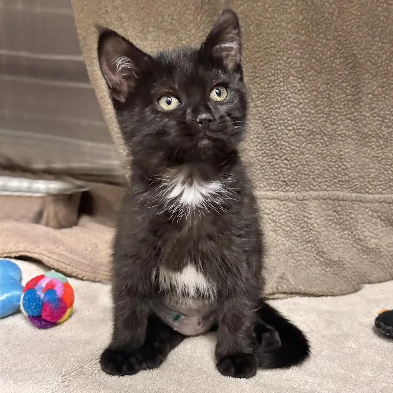 A baby small-sized female Domestic Short Hair cat named Seven for adoption in Hailey, ID