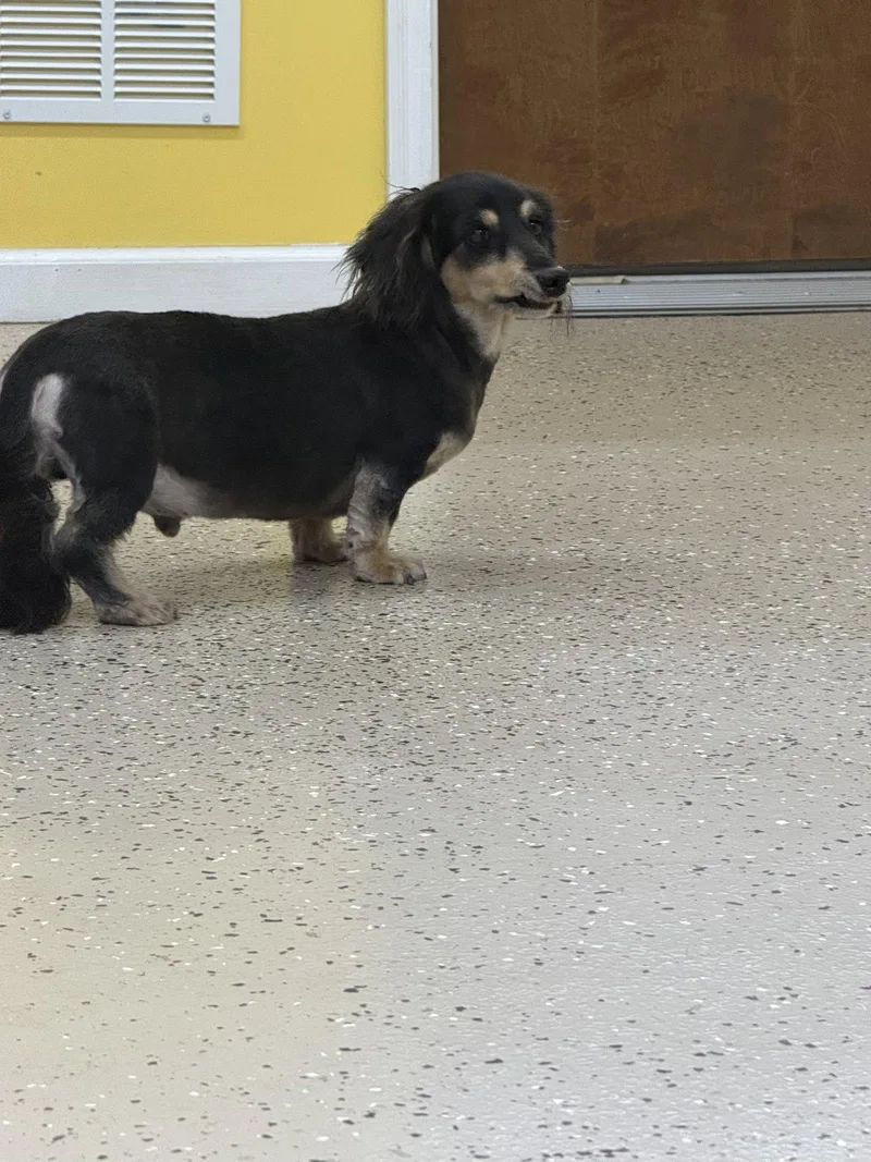 A senior small-sized male Dachshund dog named Romeo for adoption in York, SC