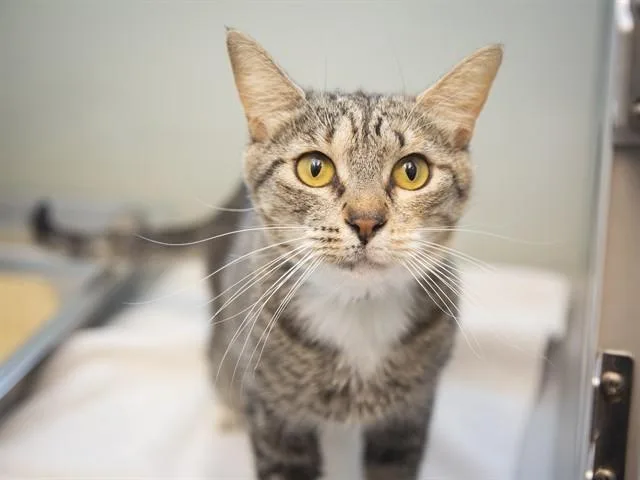 A young small-sized female Domestic Short Hair cat named Trixie for adoption in Phoenix, AZ