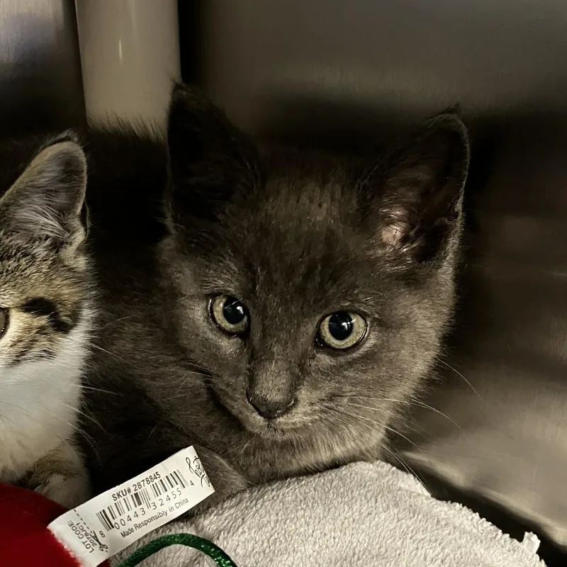 A baby small-sized male Gray / Blue / Silver Domestic Short Hair cat named Sir Arlan of Pennytree for adoption in Newark, DE