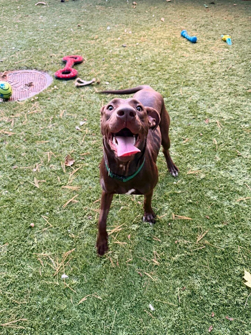 A young medium-sized female Brown / Chocolate Chocolate Labrador Retriever dog named Sierra for adoption in Hudson, MA