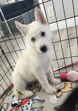 Elsa