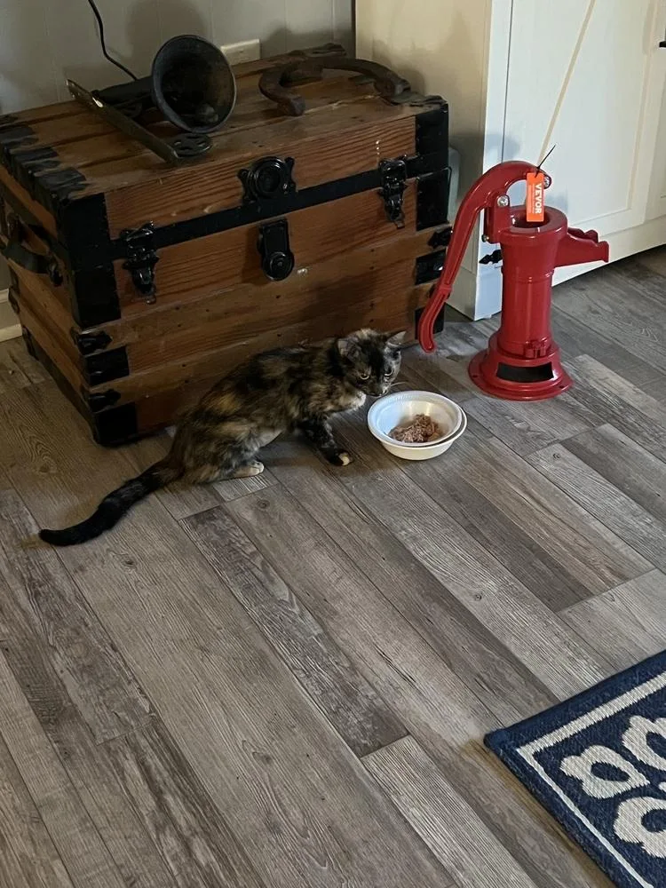 An adult large-sized female Tortoiseshell Domestic Short Hair cat named Daisy JO for adoption in Greenville, SC