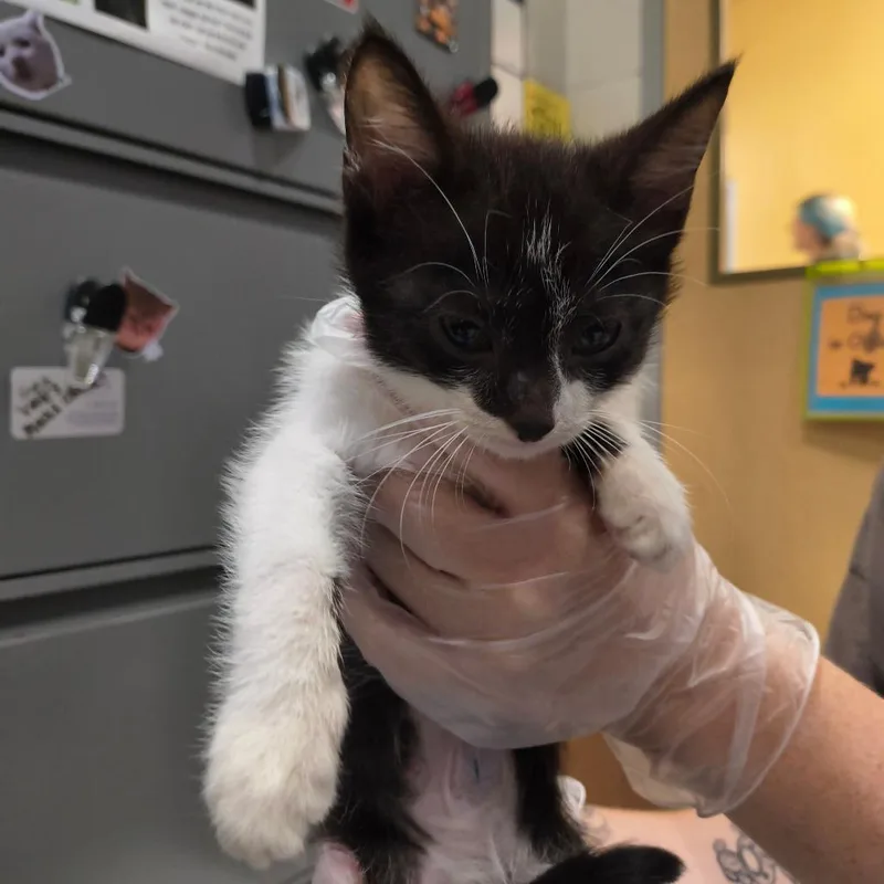 A baby small-sized male Black Domestic Short Hair cat named Buddy for adoption in Jacksonville, FL