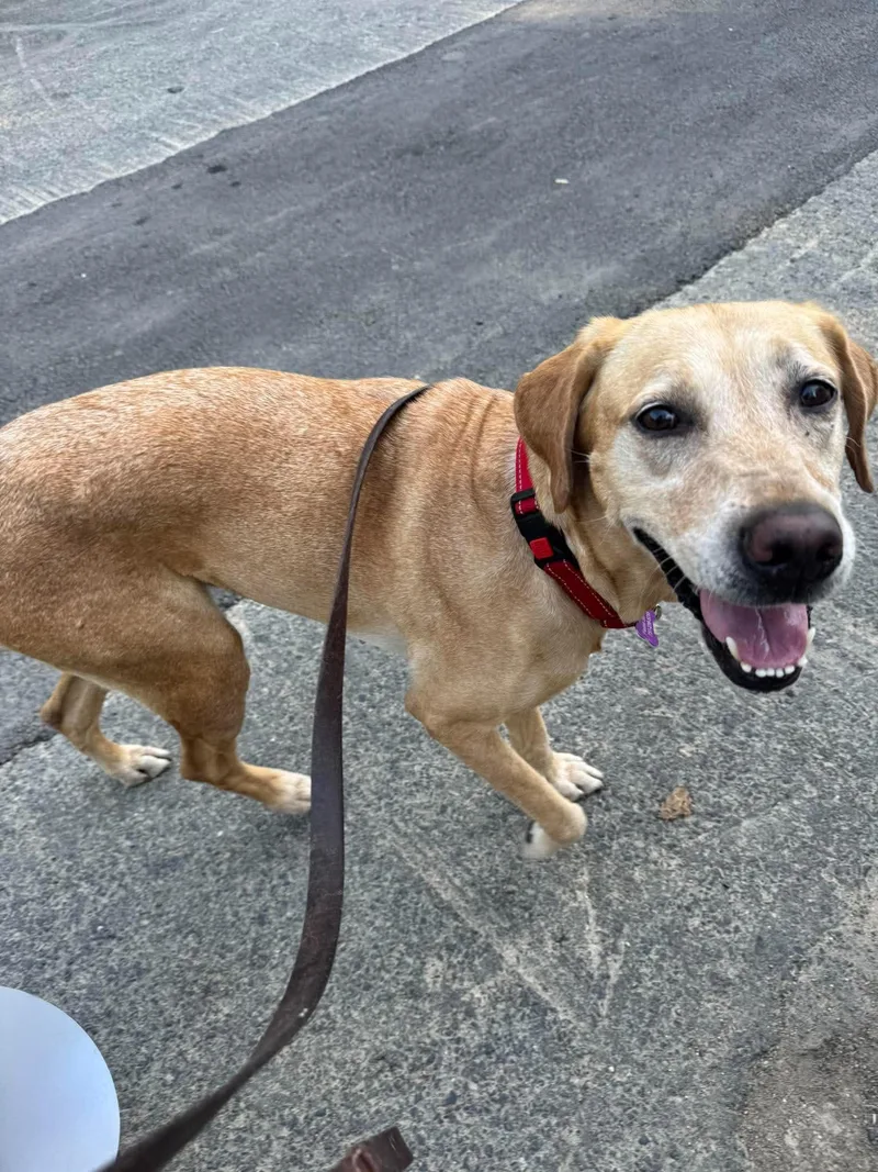 An adult medium-sized female Labrador Retriever dog named Daisy Mae for adoption in Lewisville, IN
